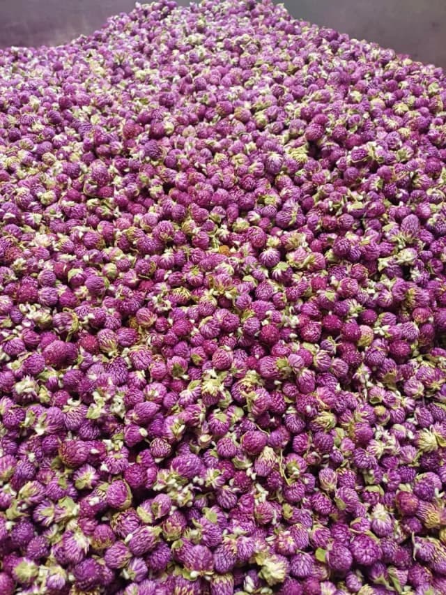 Flor SIEMPREVIVA X10 GR